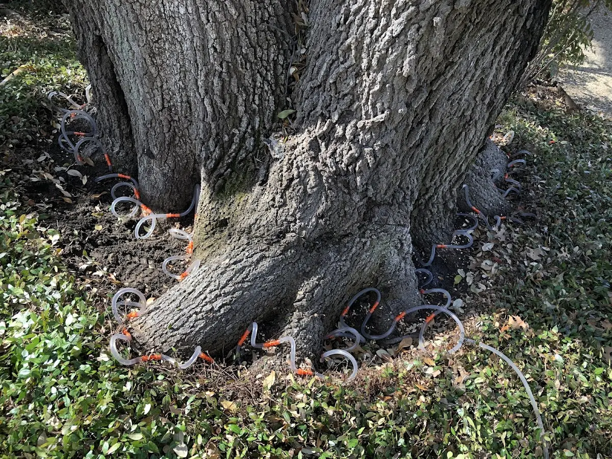 Detailed Shrub and Hedge Trimming job site in Horseshoe Bay